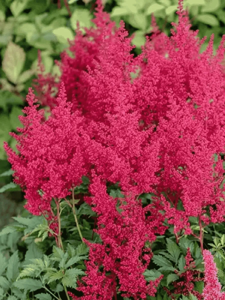 Астильба японская Red Sentinel Астильба японская Red Sentinel