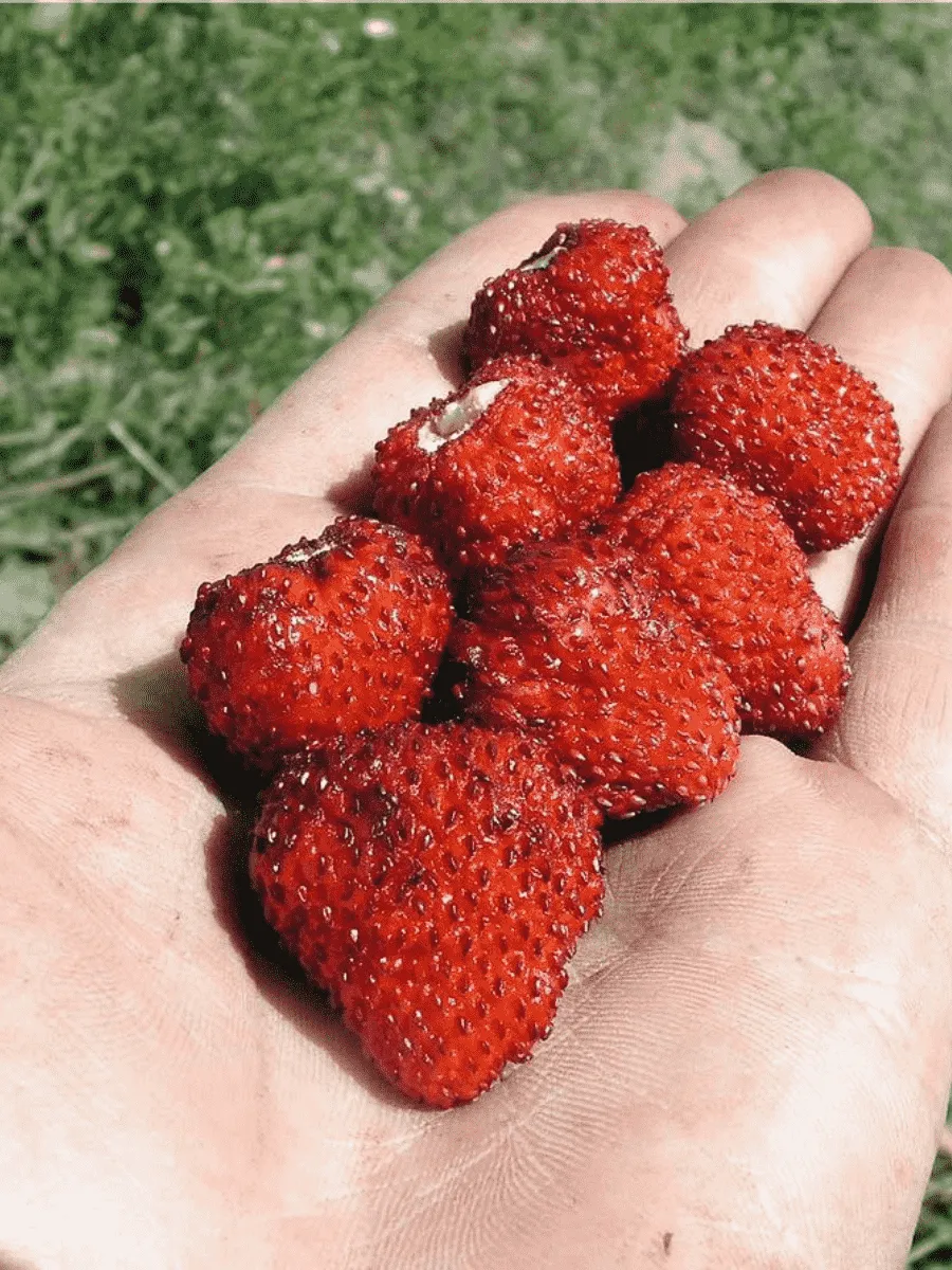 Земляника альпийская Рюген Земляника альпийская Рюген