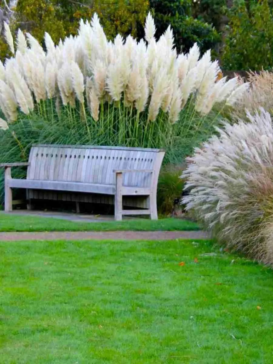 Декоративные травы (Злаки)