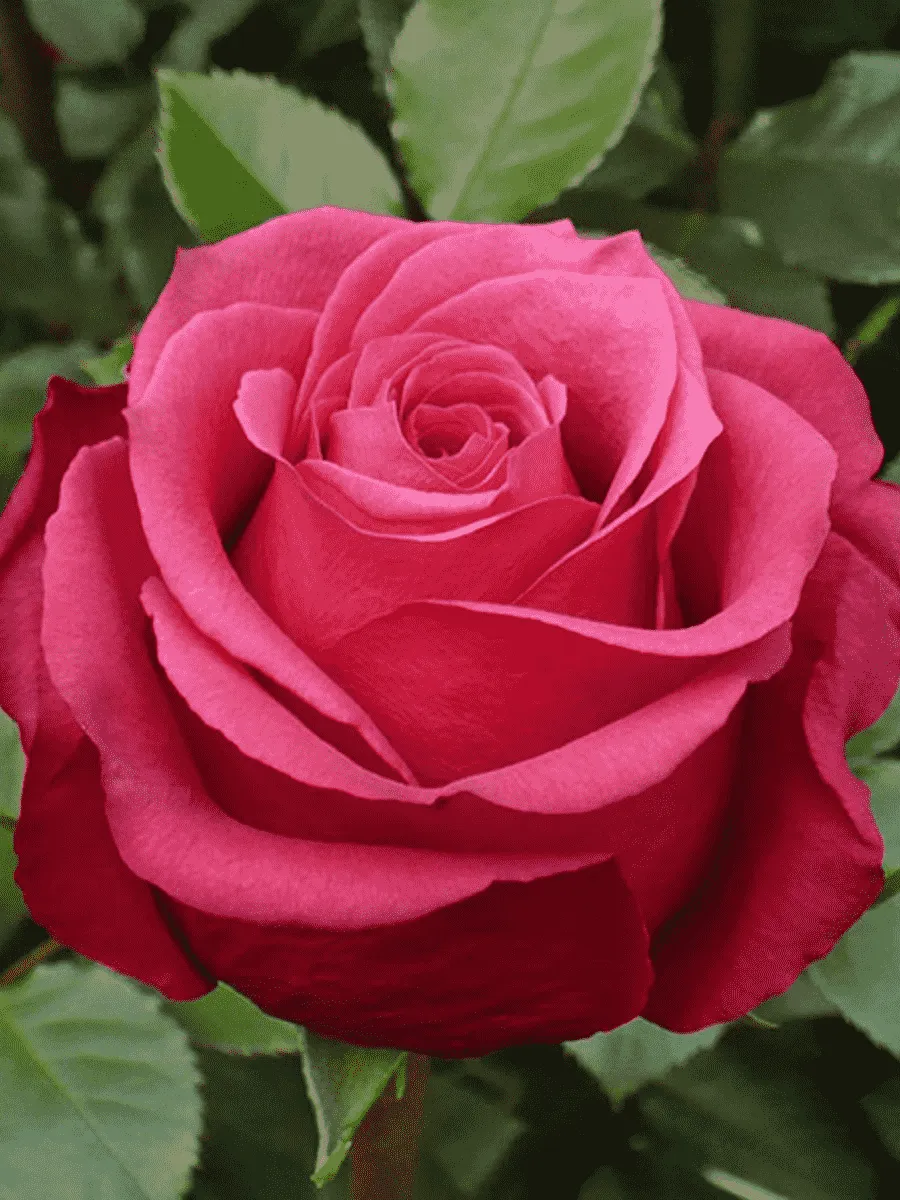 Роза чайно-гибридная Cherry Love