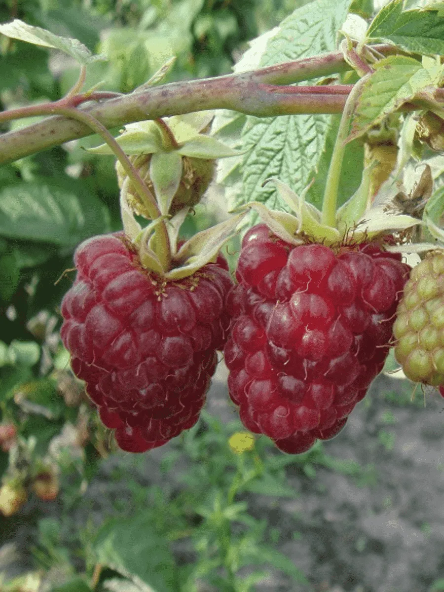 Малина обыкновенная Гордость России