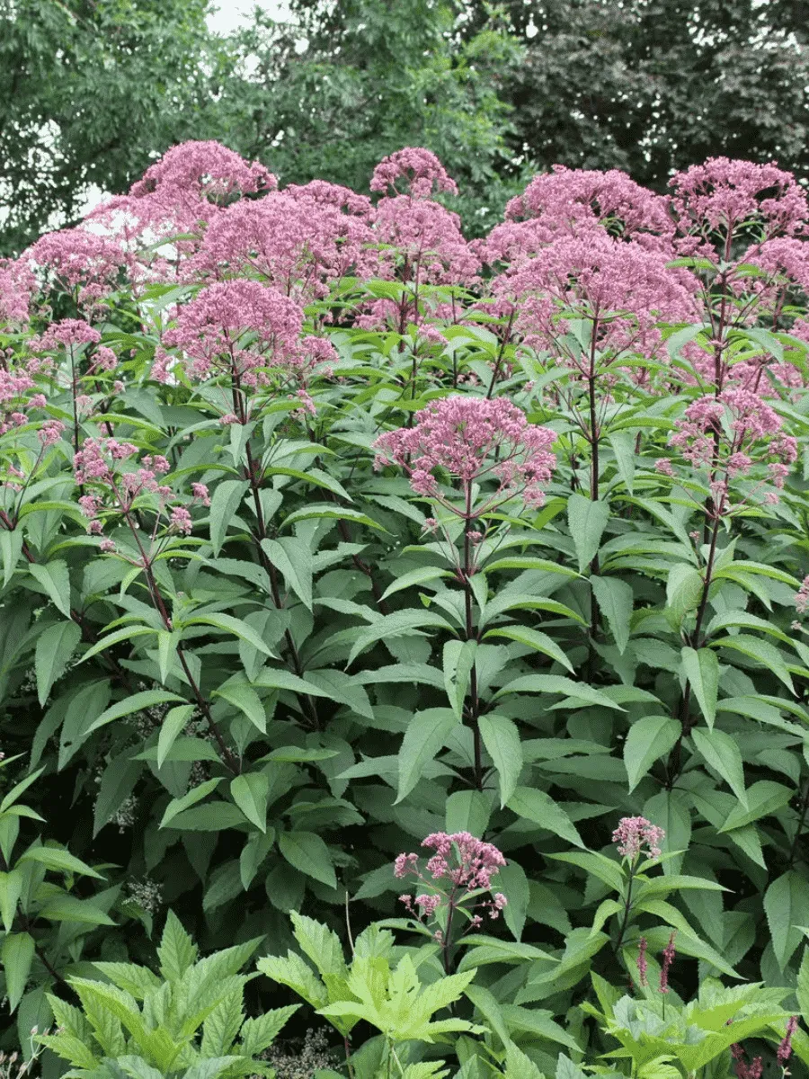 Посконник пятнистый Atropurpureum Посконник пятнистый Atropurpureum