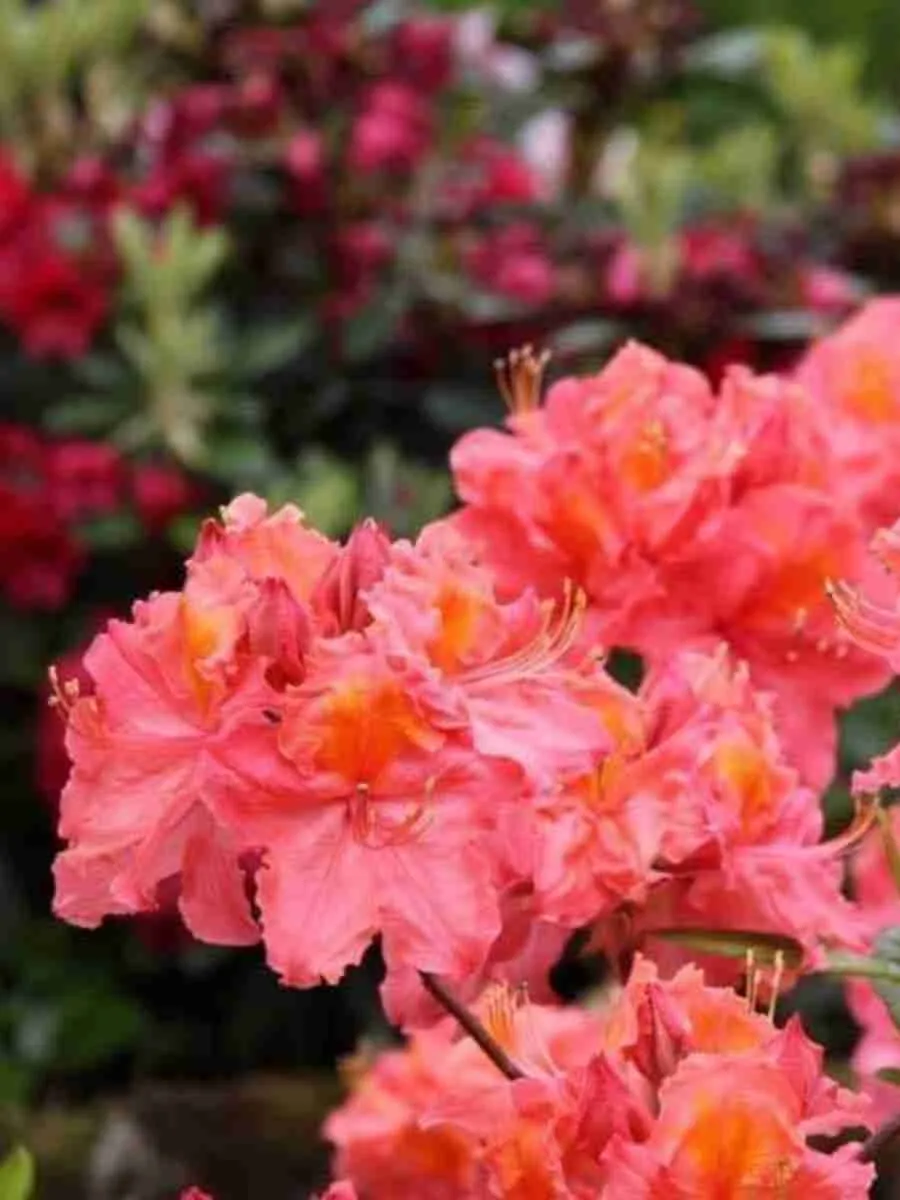 Азалия крупноцветковая Rosenkopfchen Азалия крупноцветковая Rosenkopfchen