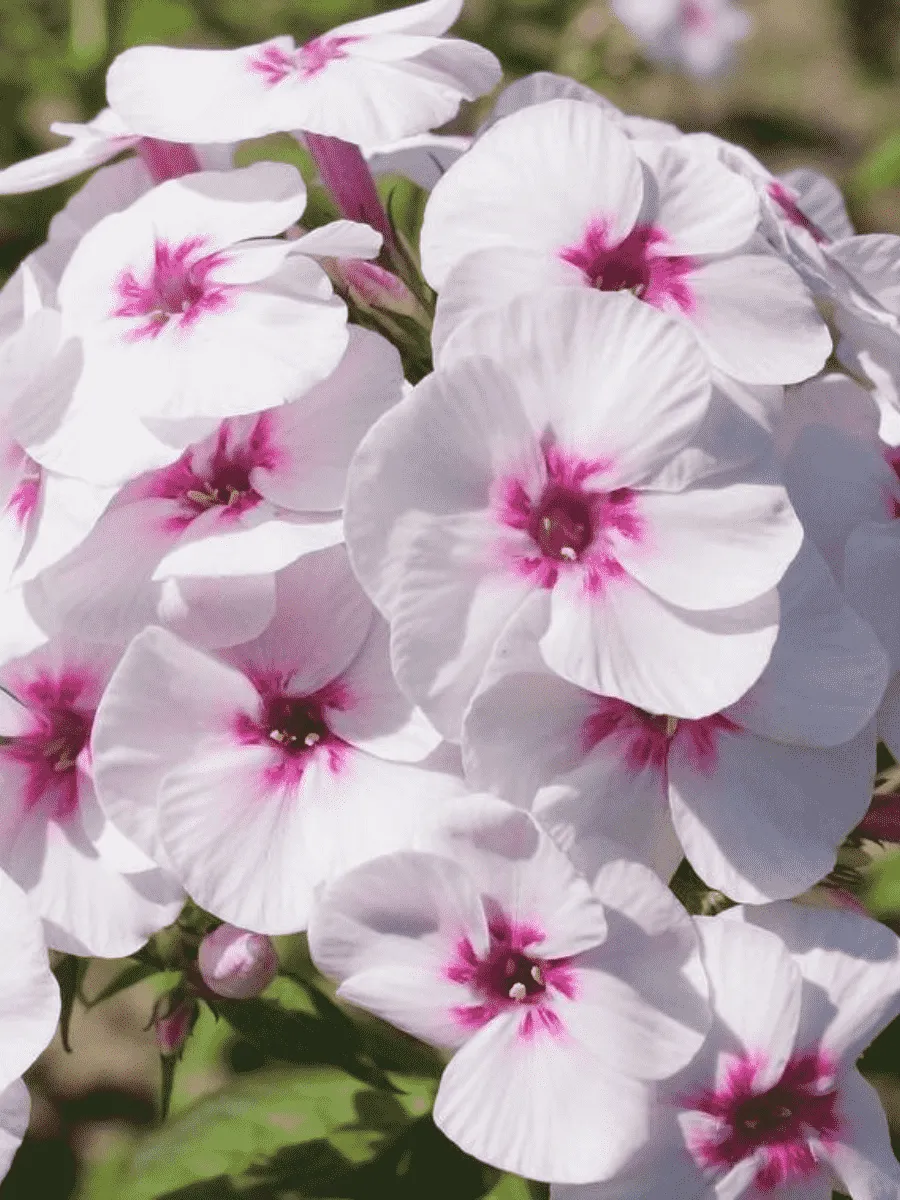 Флокс метельчатый Mike's Favourite