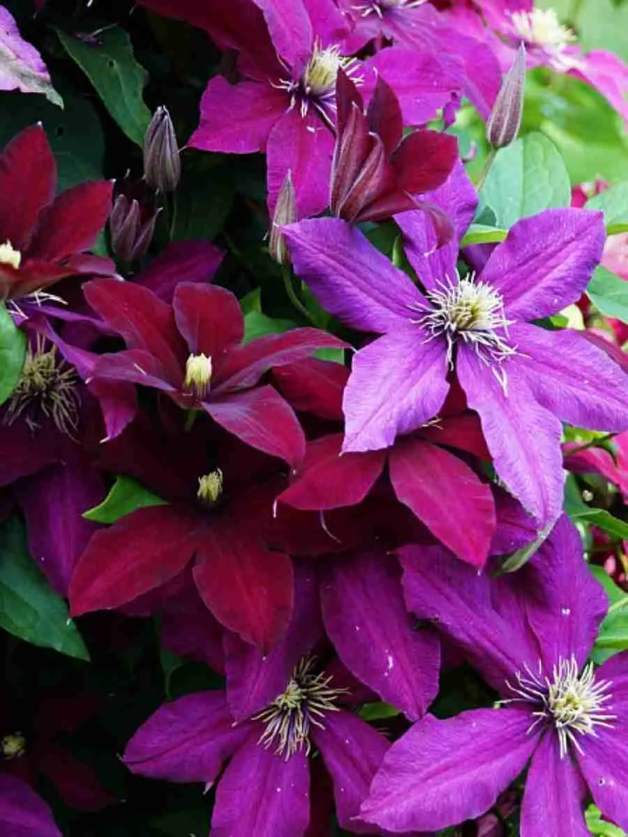 Клематис гибридный Niobe