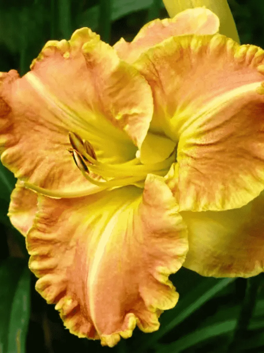 Лилейник Beyond Riches