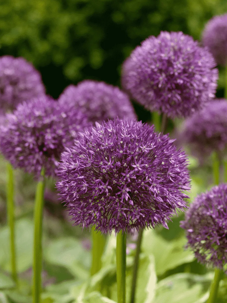 Лук декоративный Beau Regard Лук декоративный Beau Regard