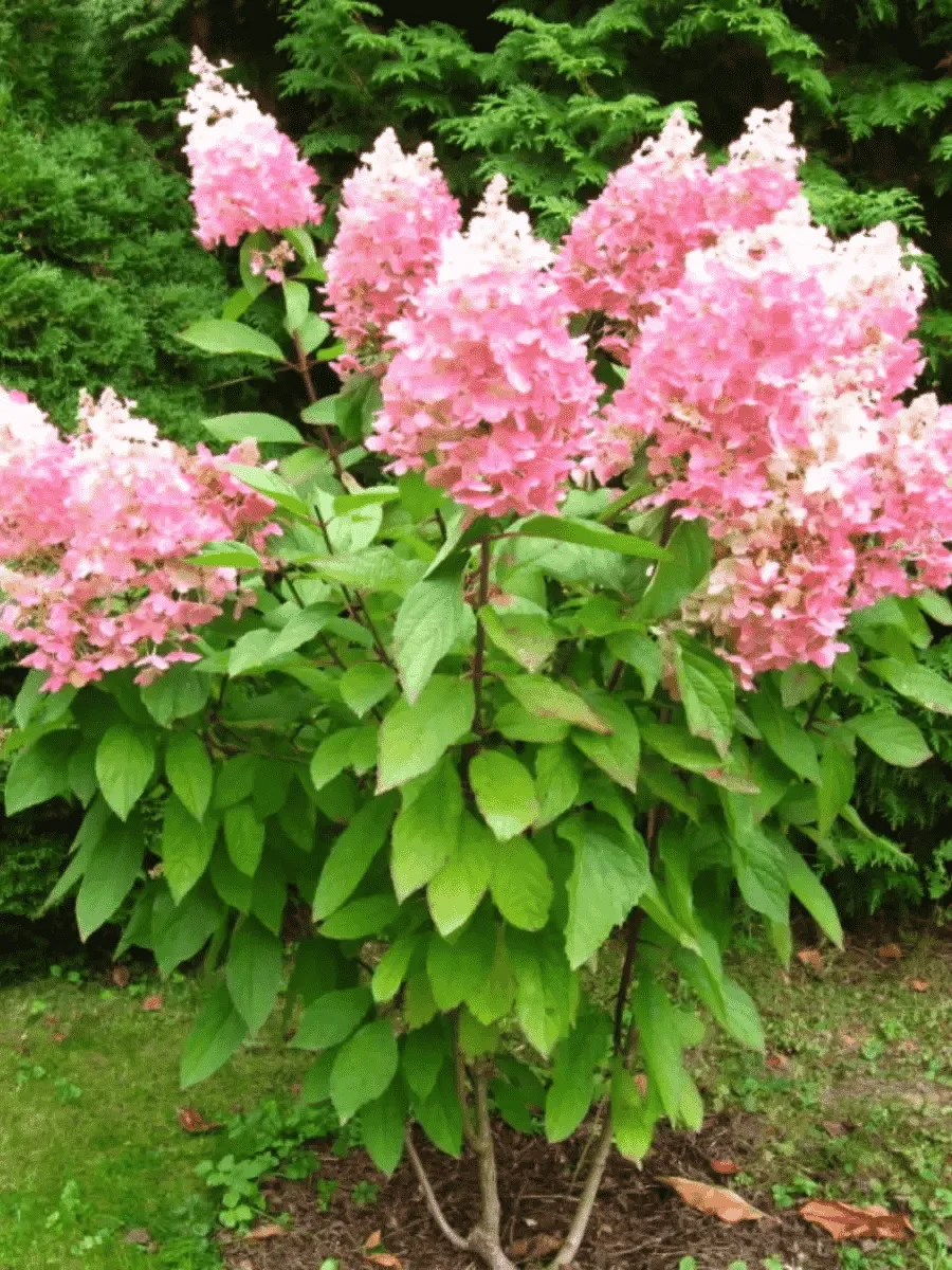 Гортензия метельчатая Angels Blush ТОЛЬКО САМОВЫВОЗ Гортензия метельчатая Angels Blush ТОЛЬКО САМОВЫВОЗ