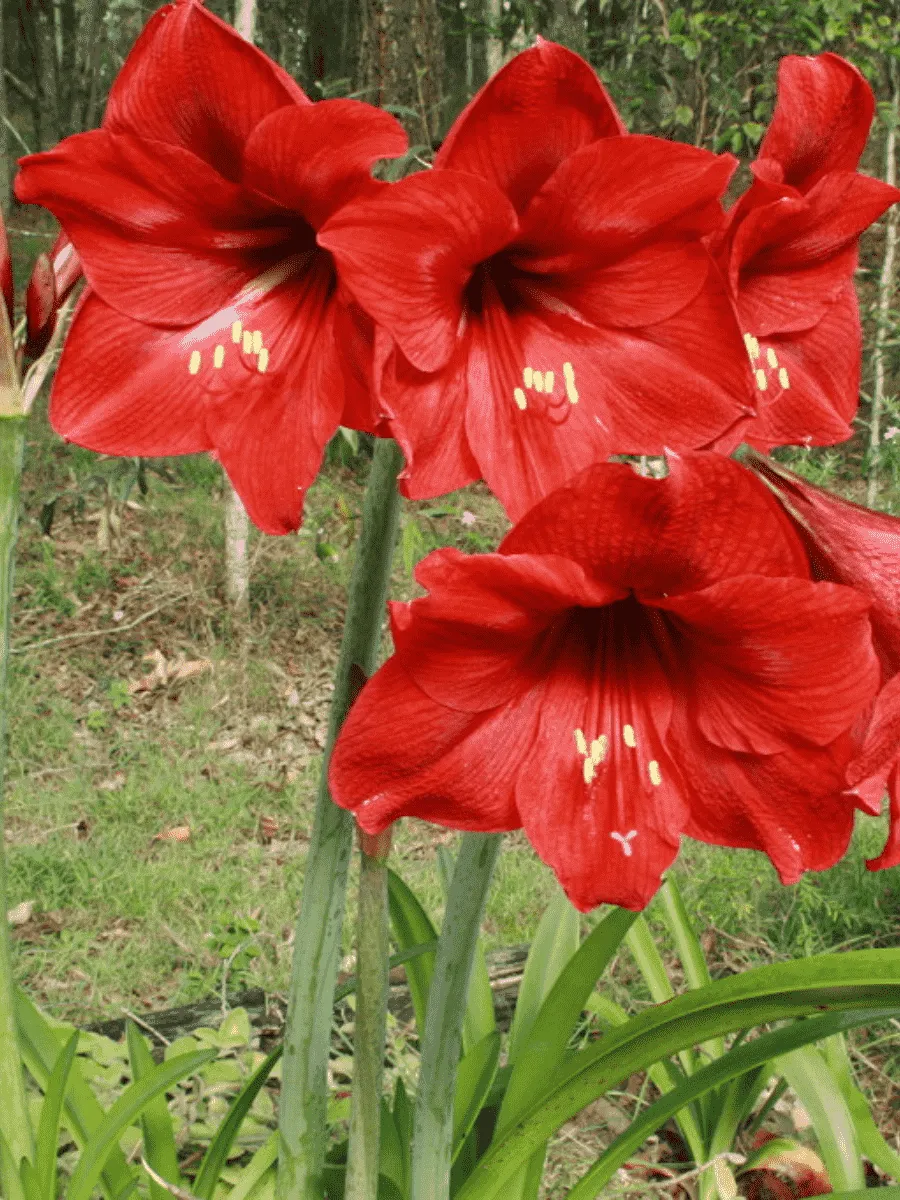Амариллис Park Red Амариллис Park Red