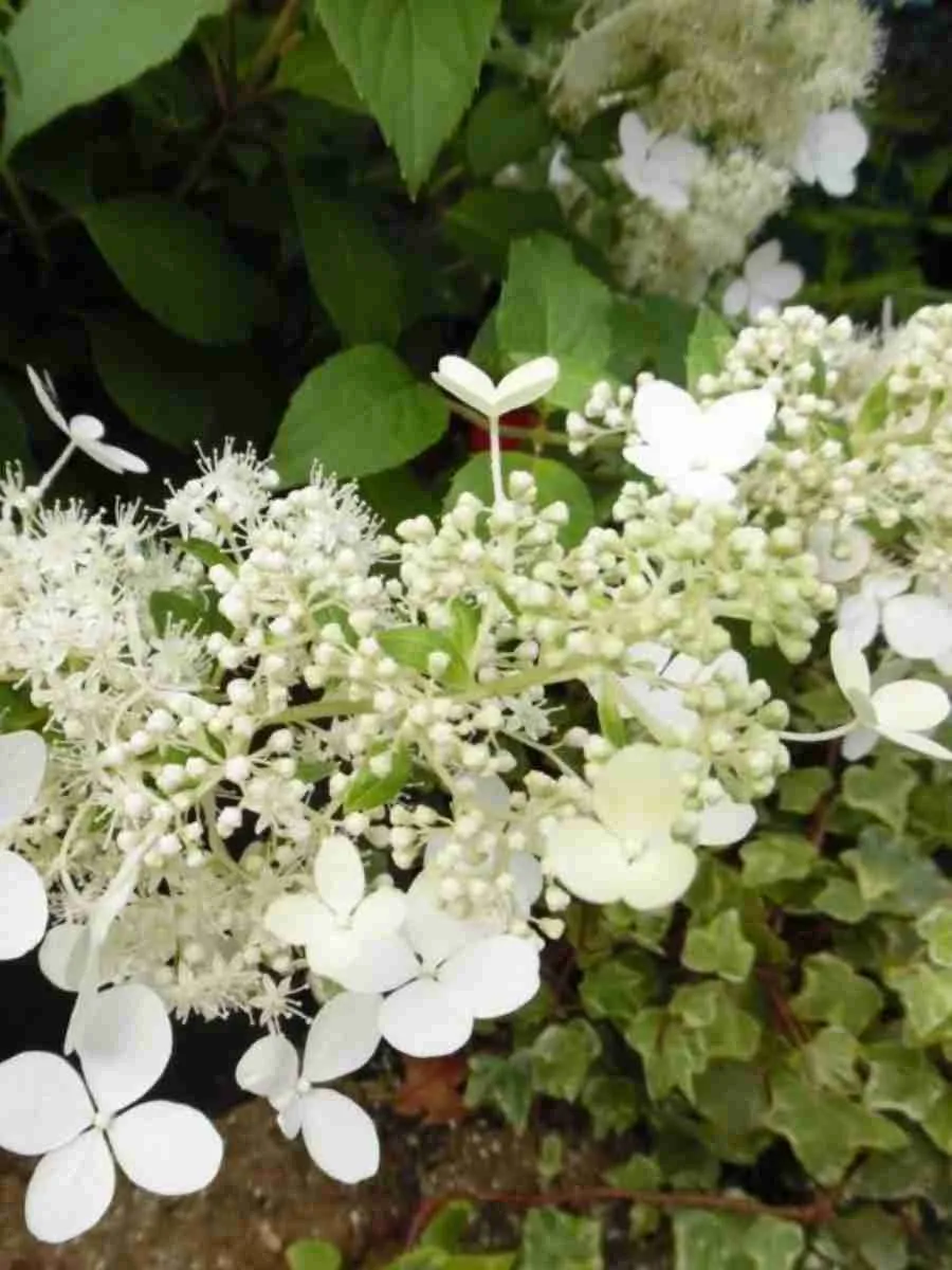 Гортензия метельчатая Brussels lace Гортензия метельчатая Brussels lace