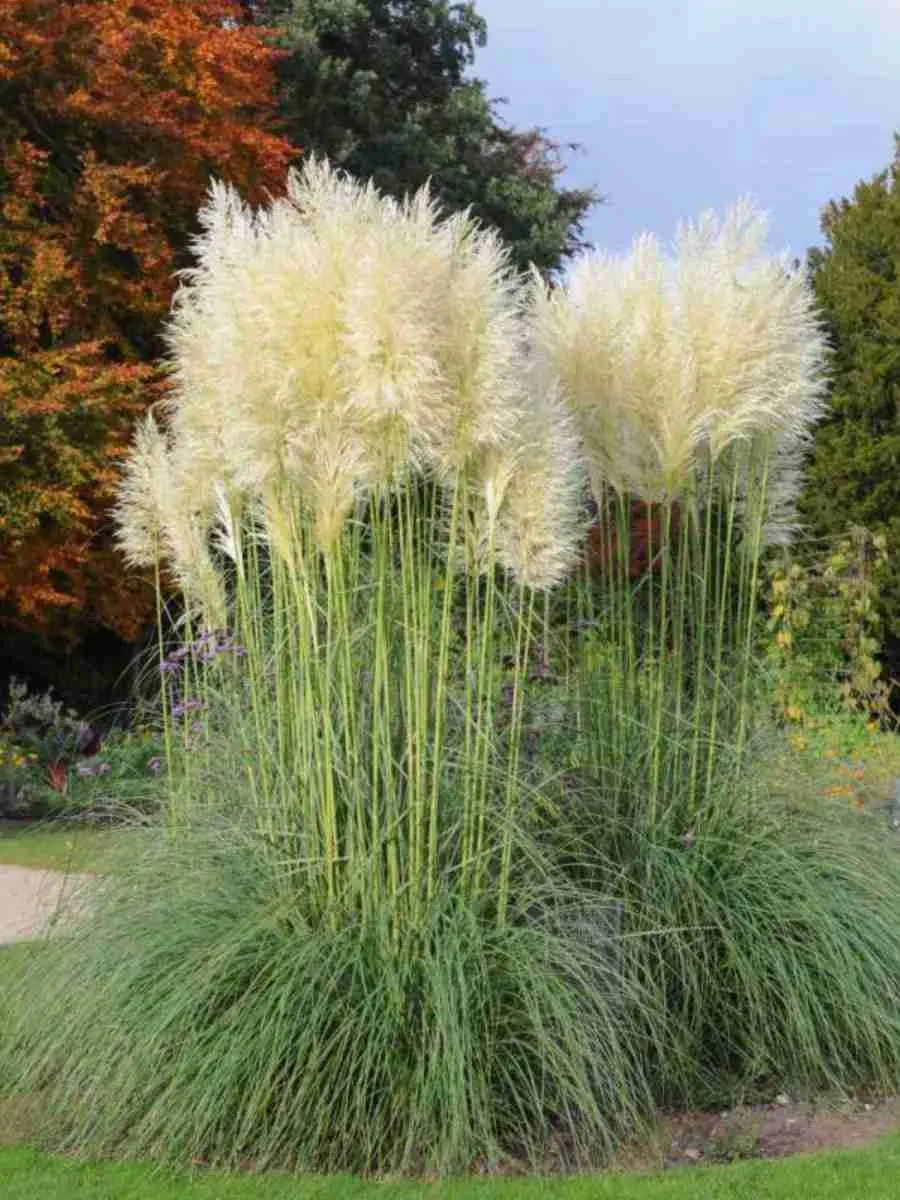 Кортадерия Cелло White Plume Кортадерия Cелло White Plume
