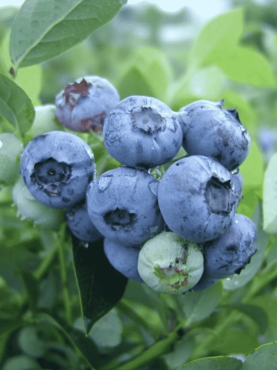Голубика высокорослая Bluetta Голубика высокорослая Bluetta