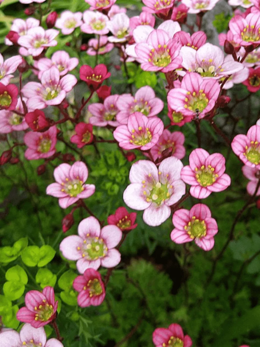 Камнеломка Арендса Carpet Pink