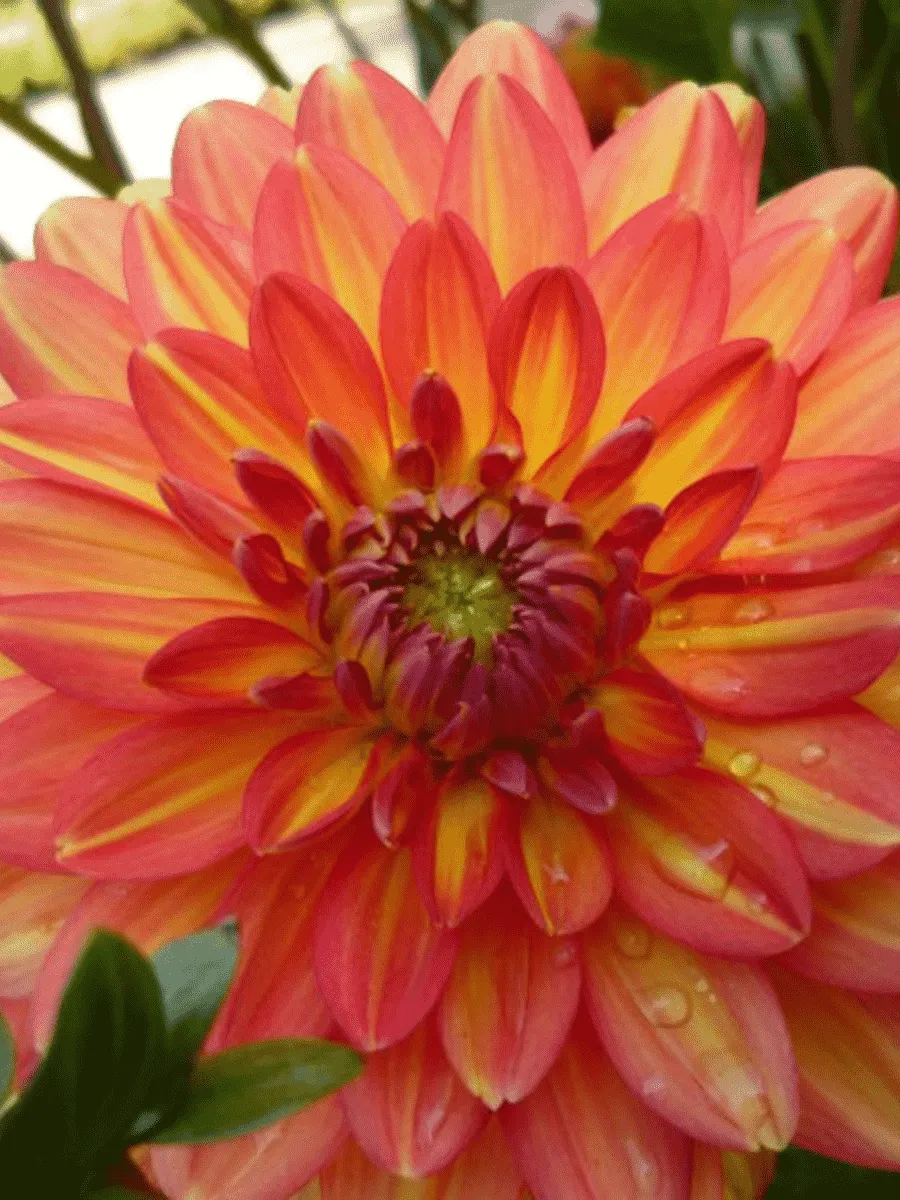 Георгина Graceland