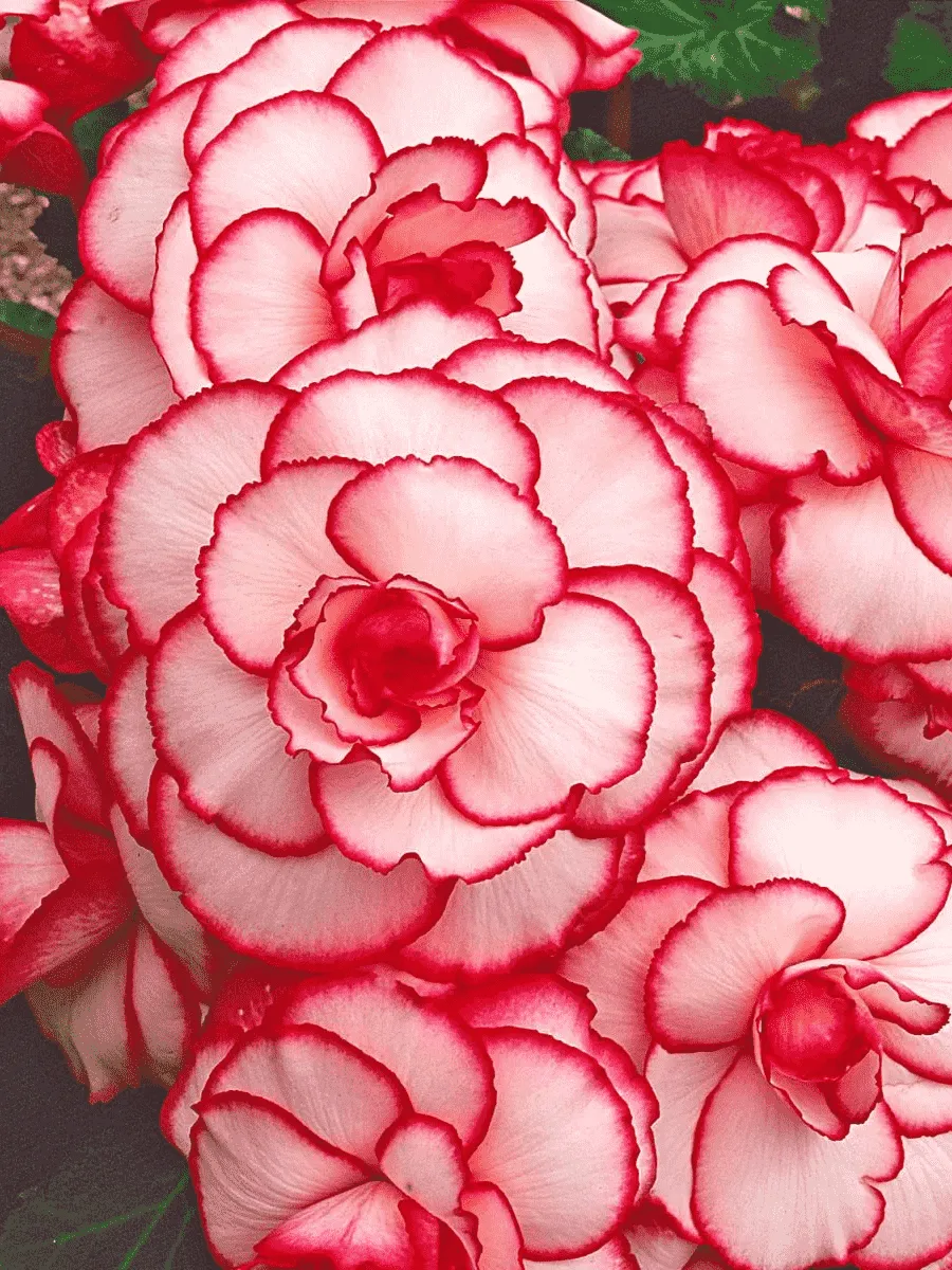 Бегония Picotee White/Red Бегония Picotee White/Red