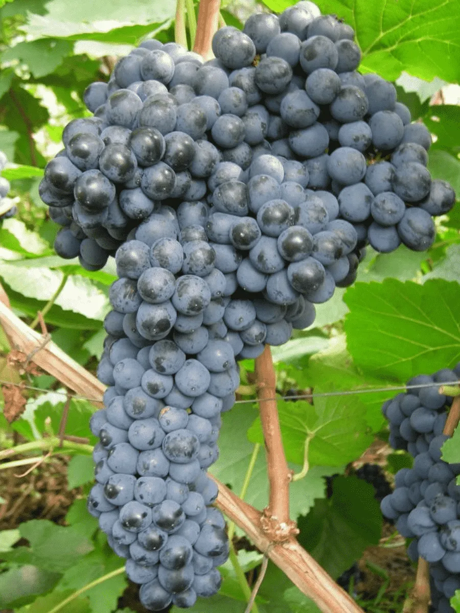 Виноград культурный Памяти Домбровской Виноград культурный Памяти Домбровской