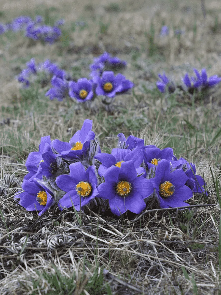 Прострел Турчанинова Прострел Турчанинова