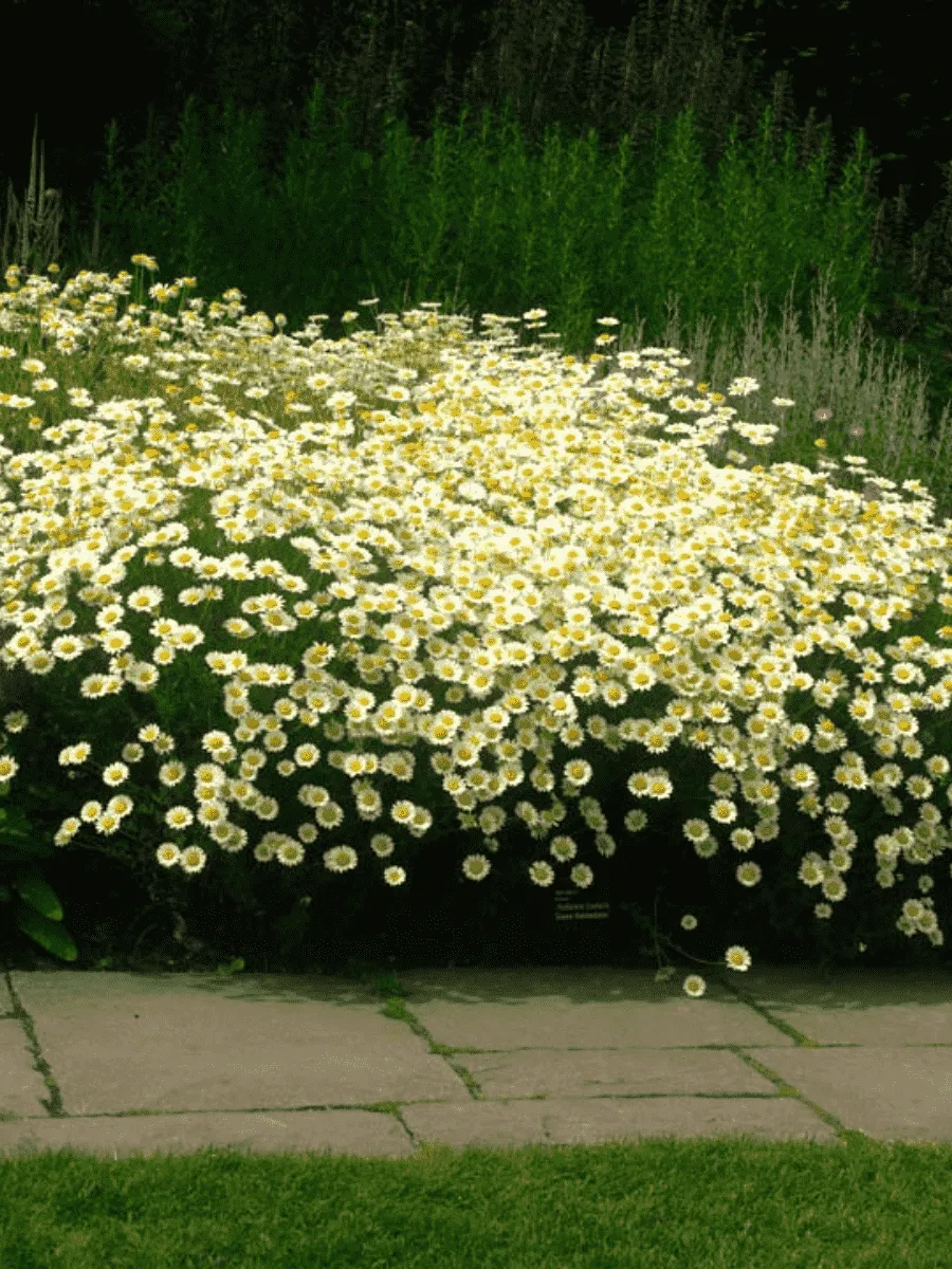 Пупавка гибридная Sauce Hollandaise