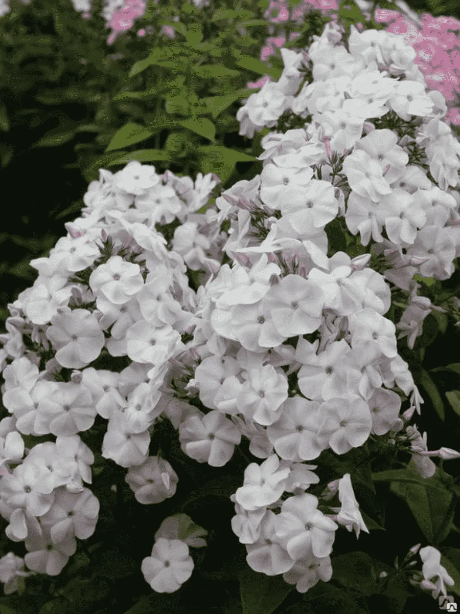 Флокс Нюанс