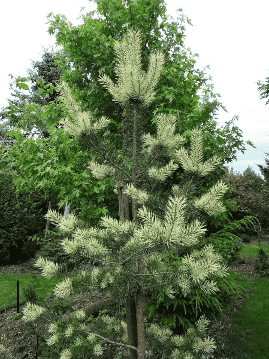 Сосна обыкновенная Bialogon Сосна обыкновенная Bialogon