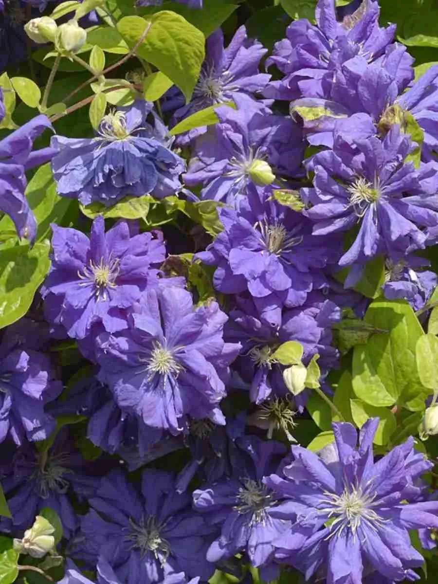 Клематис гибридный Floral Dance