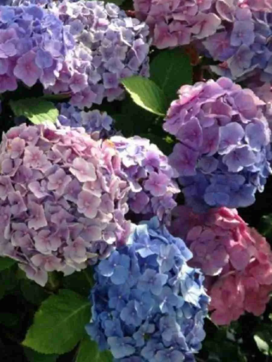 Гортензия крупнолистная Bodensee