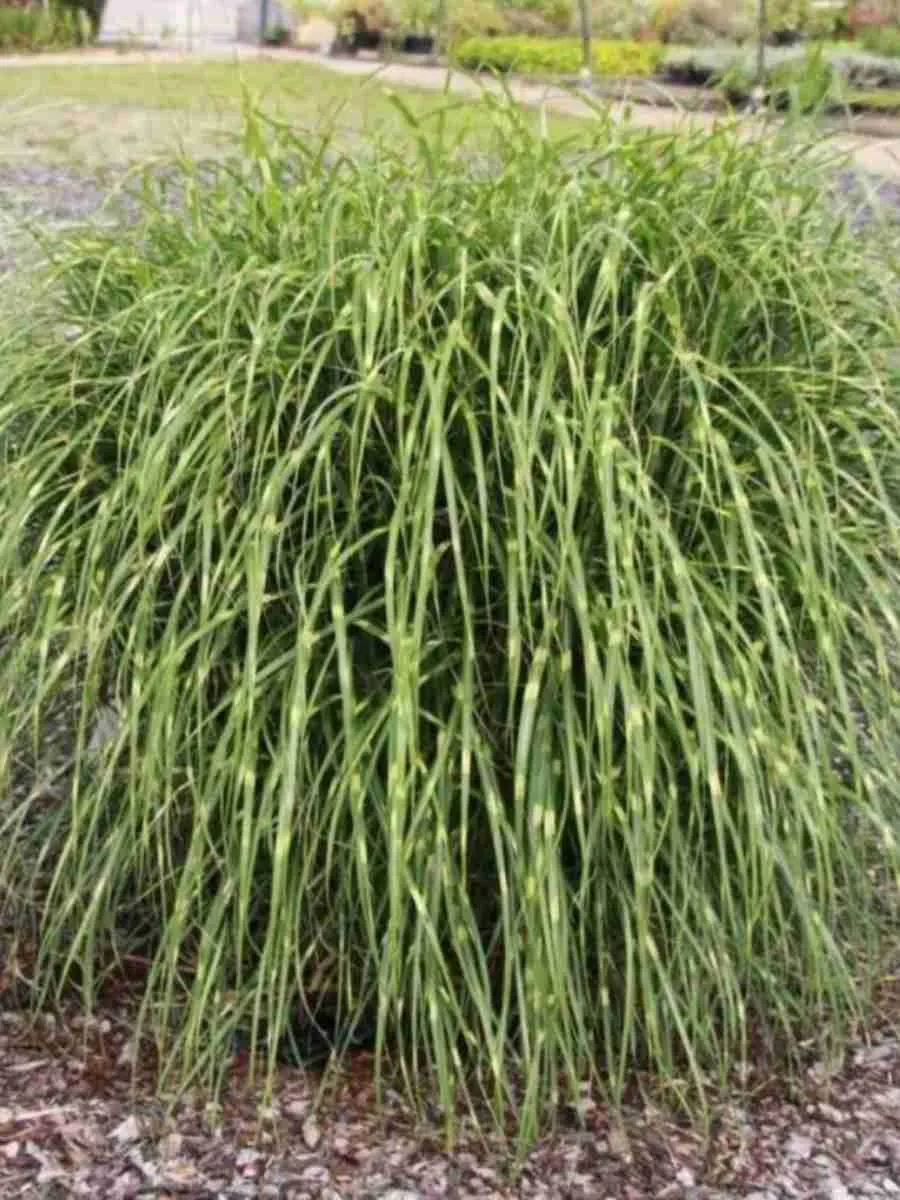 Мискантус китайский Little zebra Мискантус китайский Little zebra