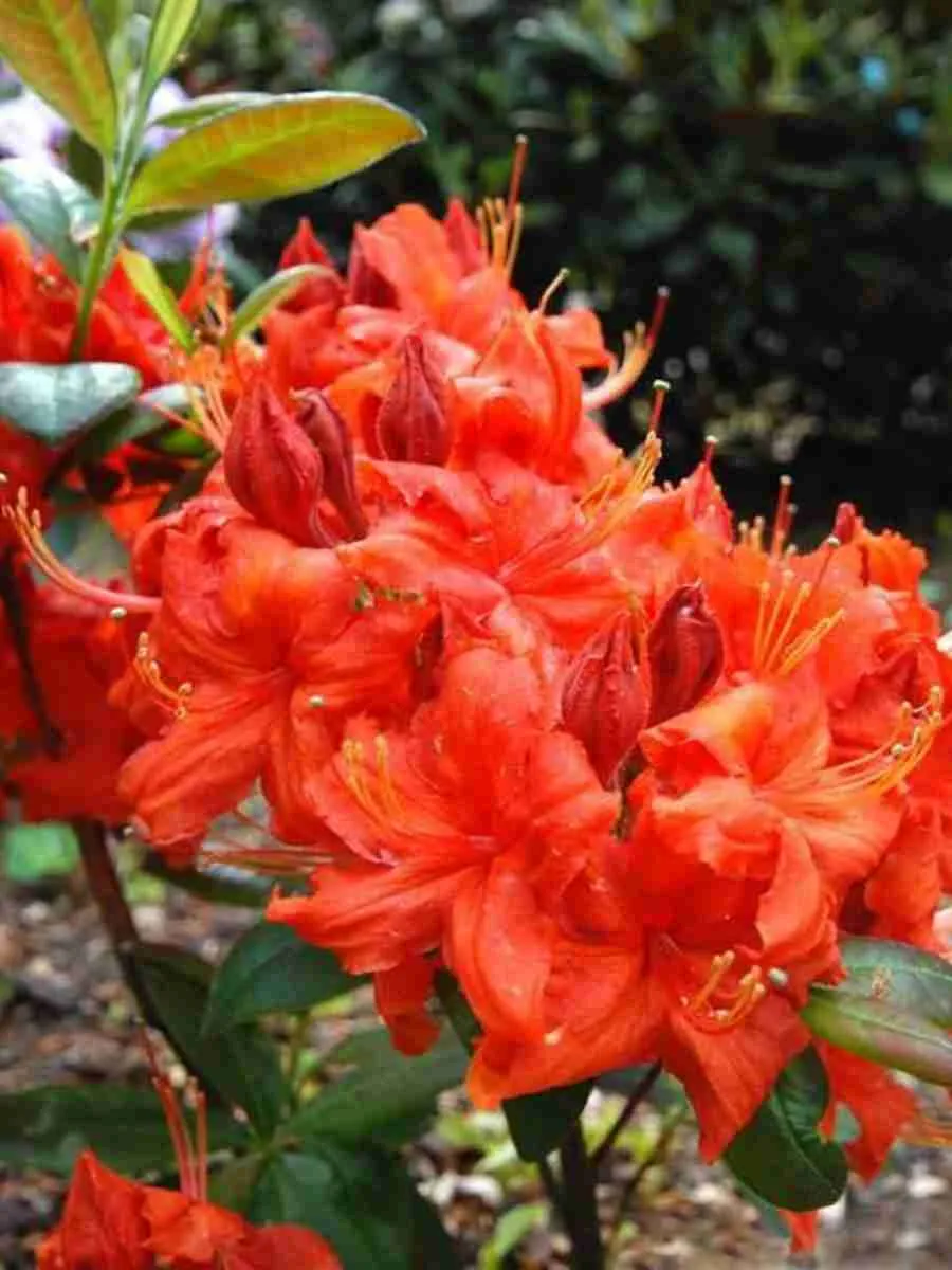 Азалия Fireball