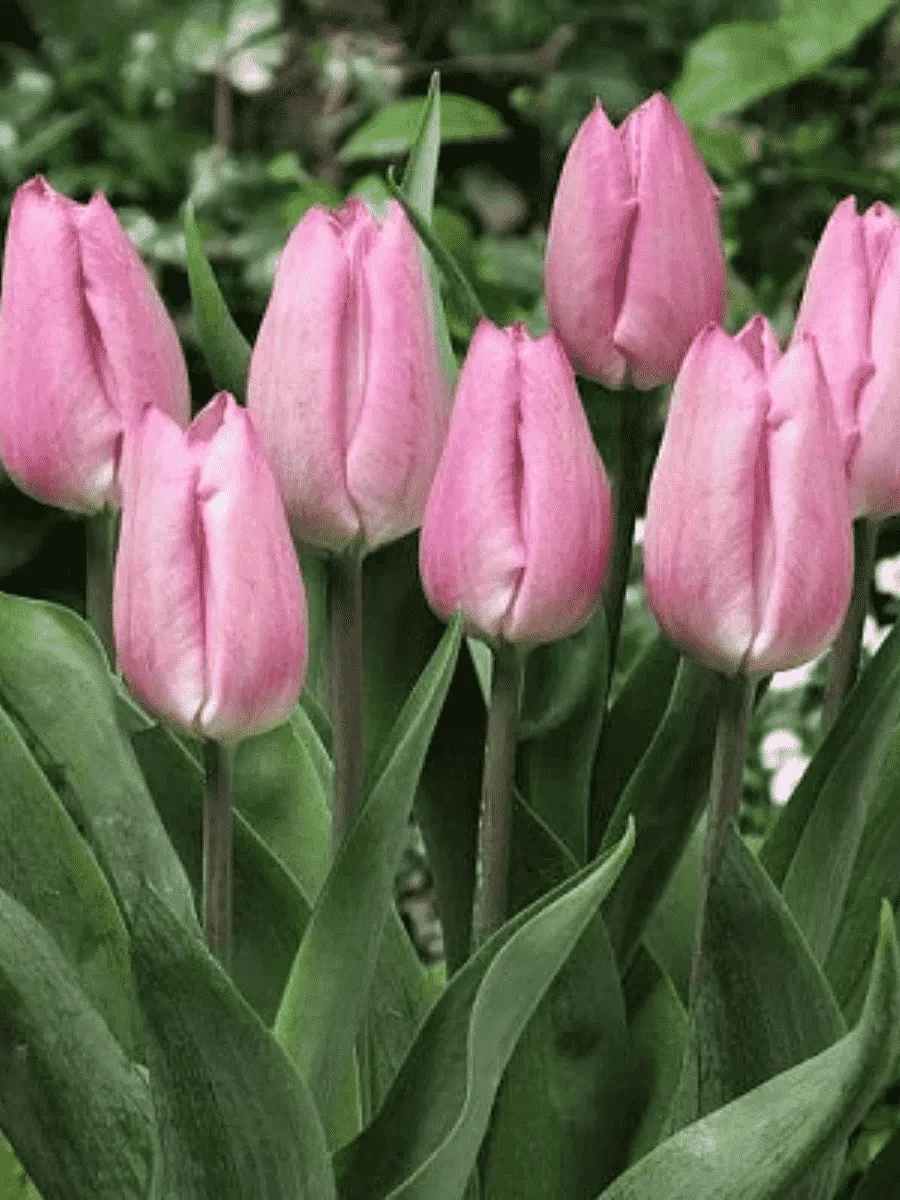 Тюльпан Light Pink Prince