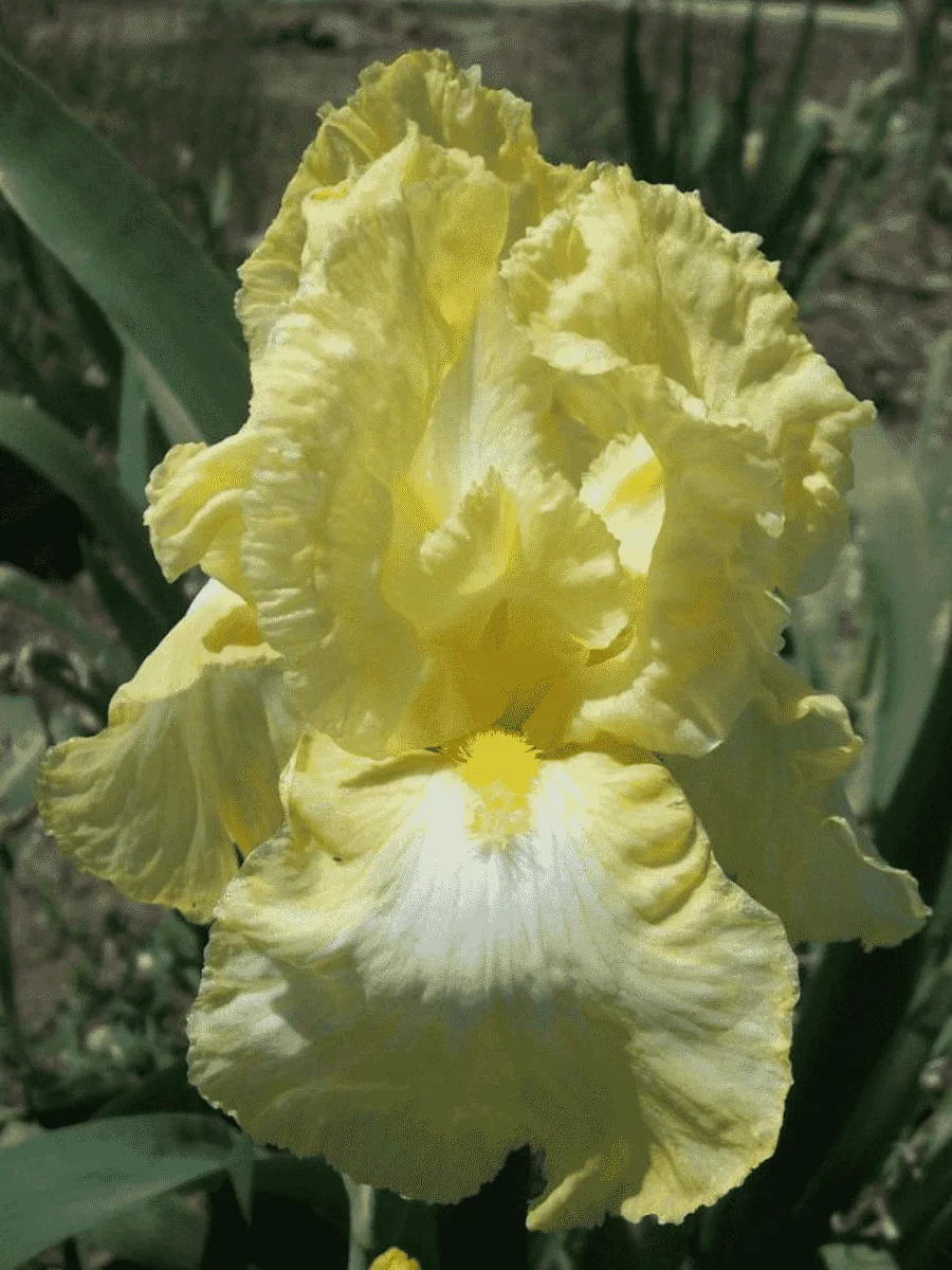 Ирис германский Buttered Popcorn