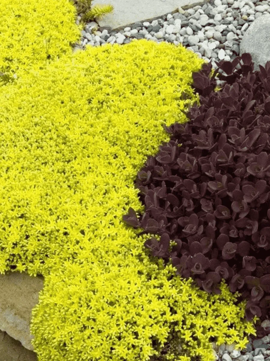 Очиток едкий Yellow