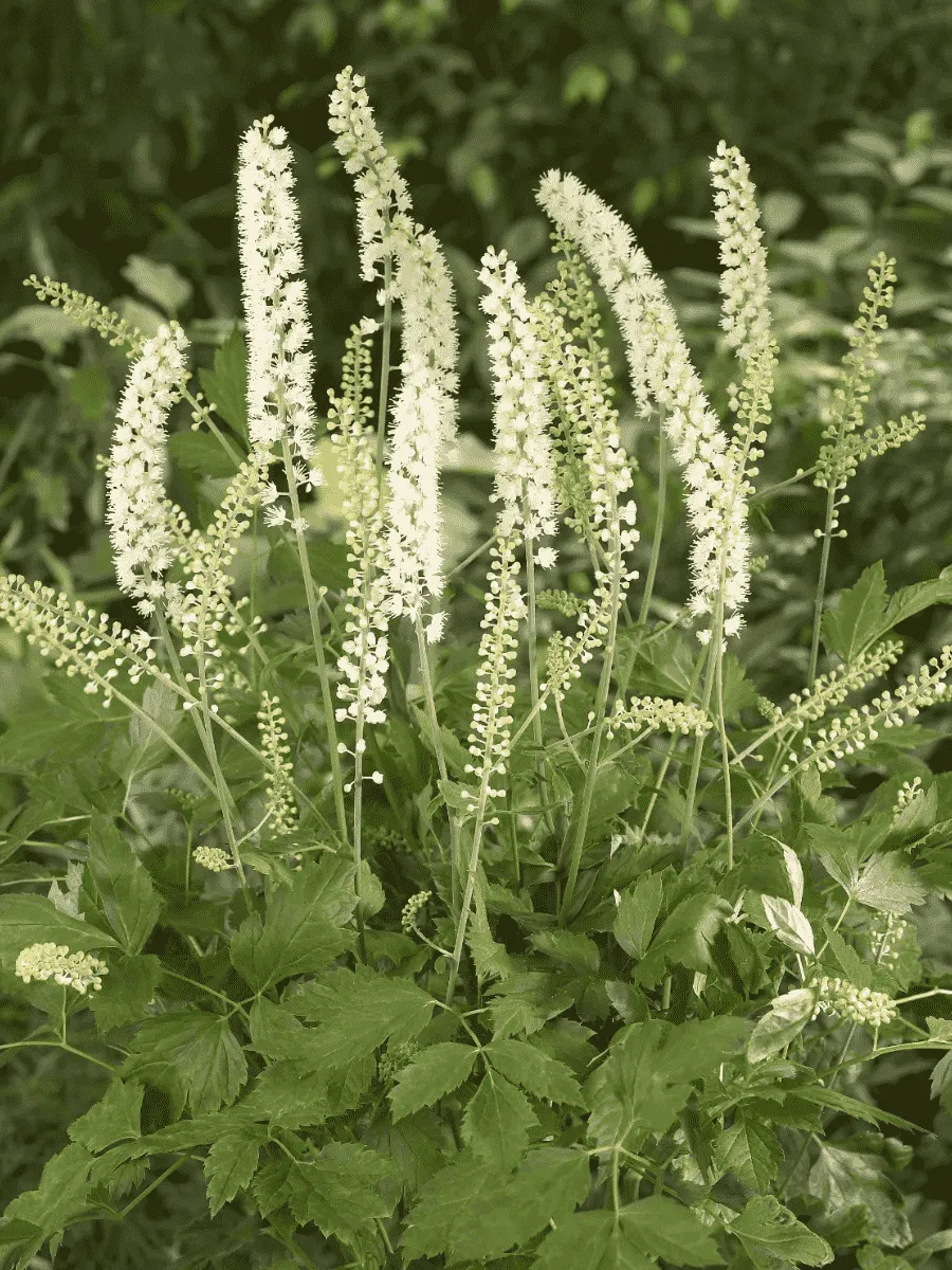 Клопогон Клопогон