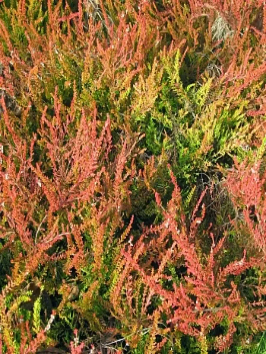 Вереск обыкновенный Robert Chapman