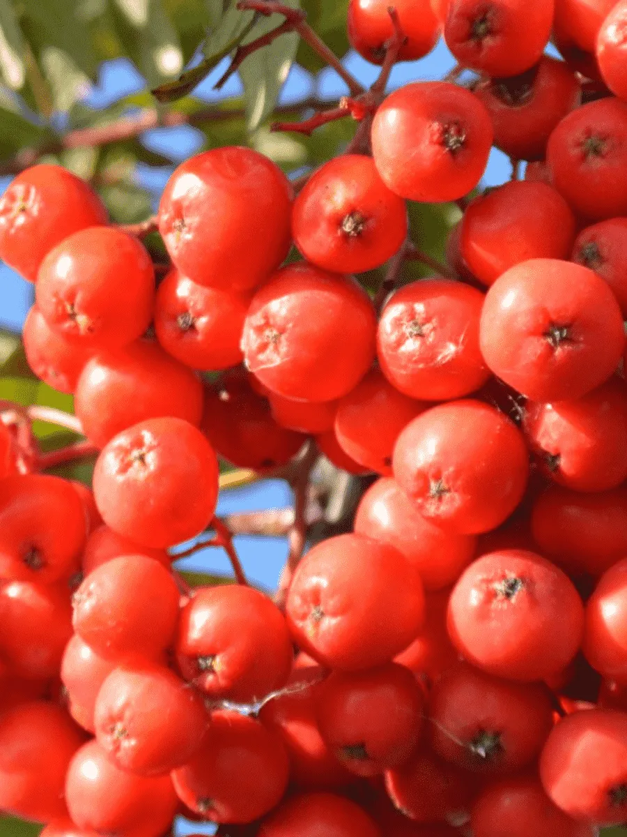 Рябина сладкоплодная Вкусная Рябина сладкоплодная Вкусная