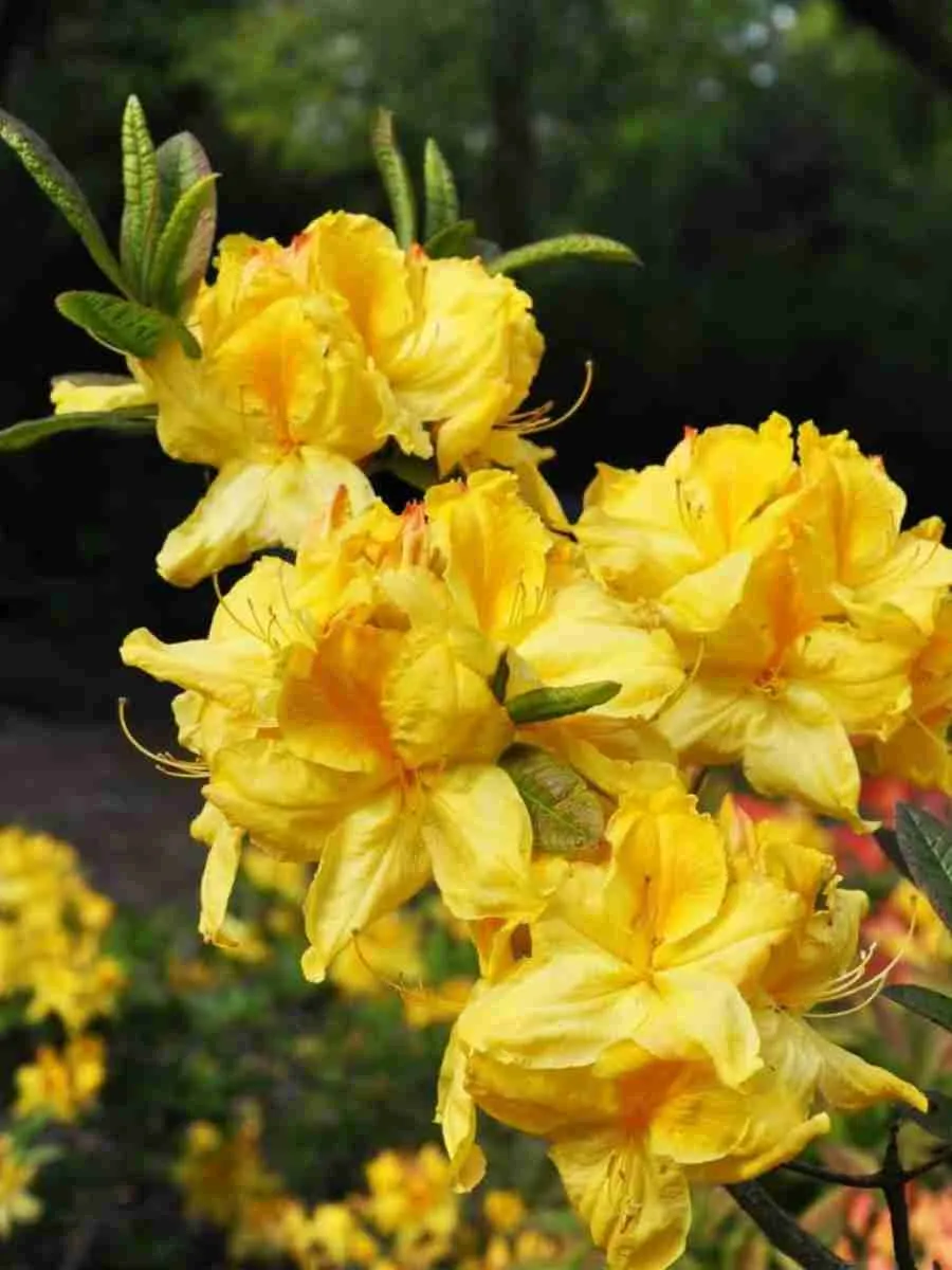 Азалия Limetta