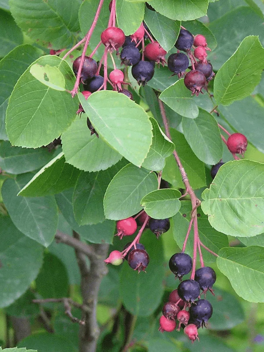 Ирга колосистая Ирга колосистая