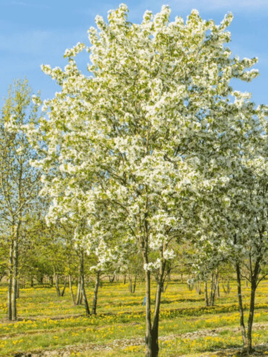 Яблоня декоративная Street Parade