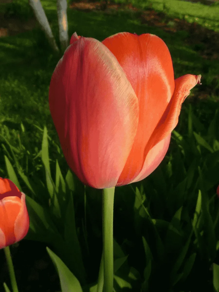 Тюльпан триумф Charade