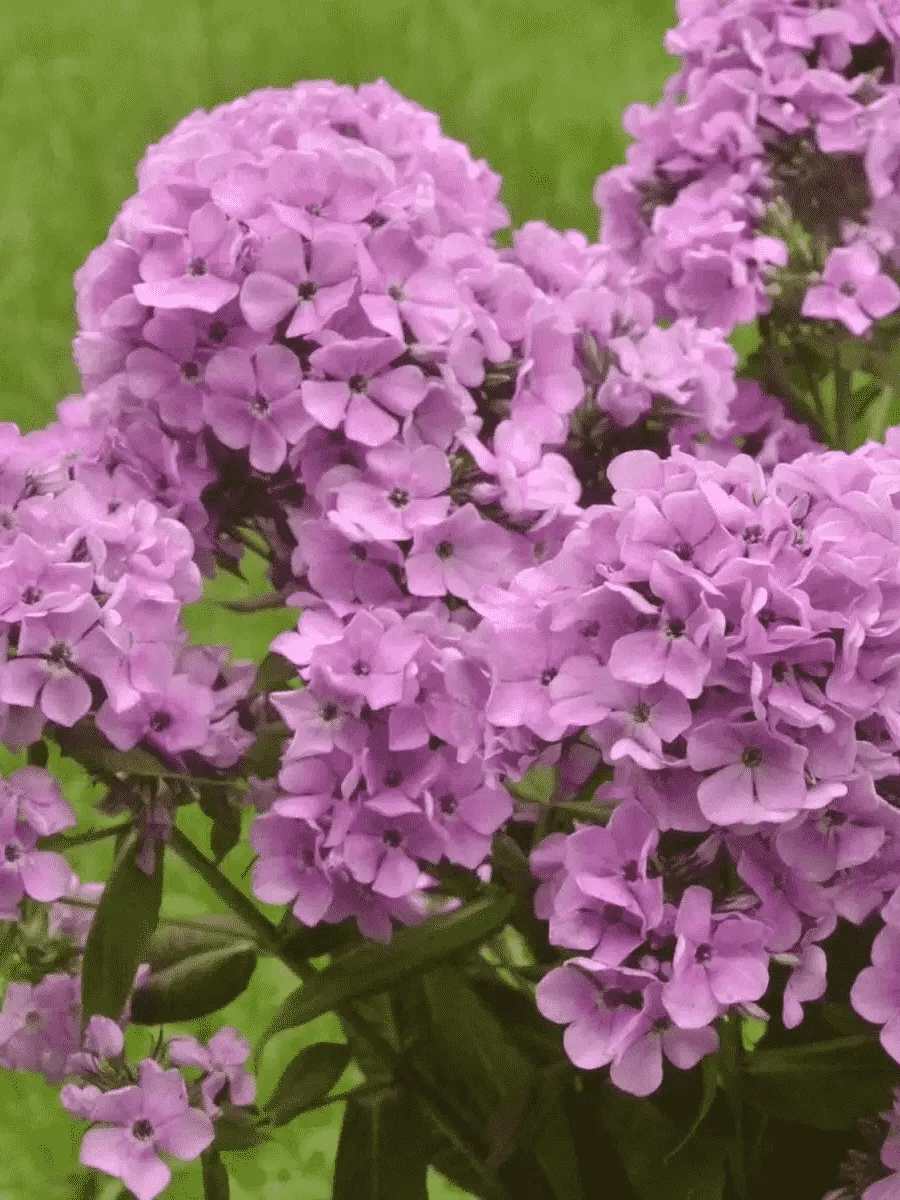 Флокс метельчатый Zenobia