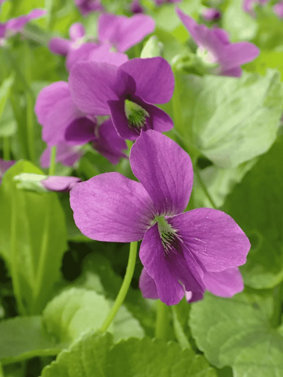 Виола сестринская Red Cloud