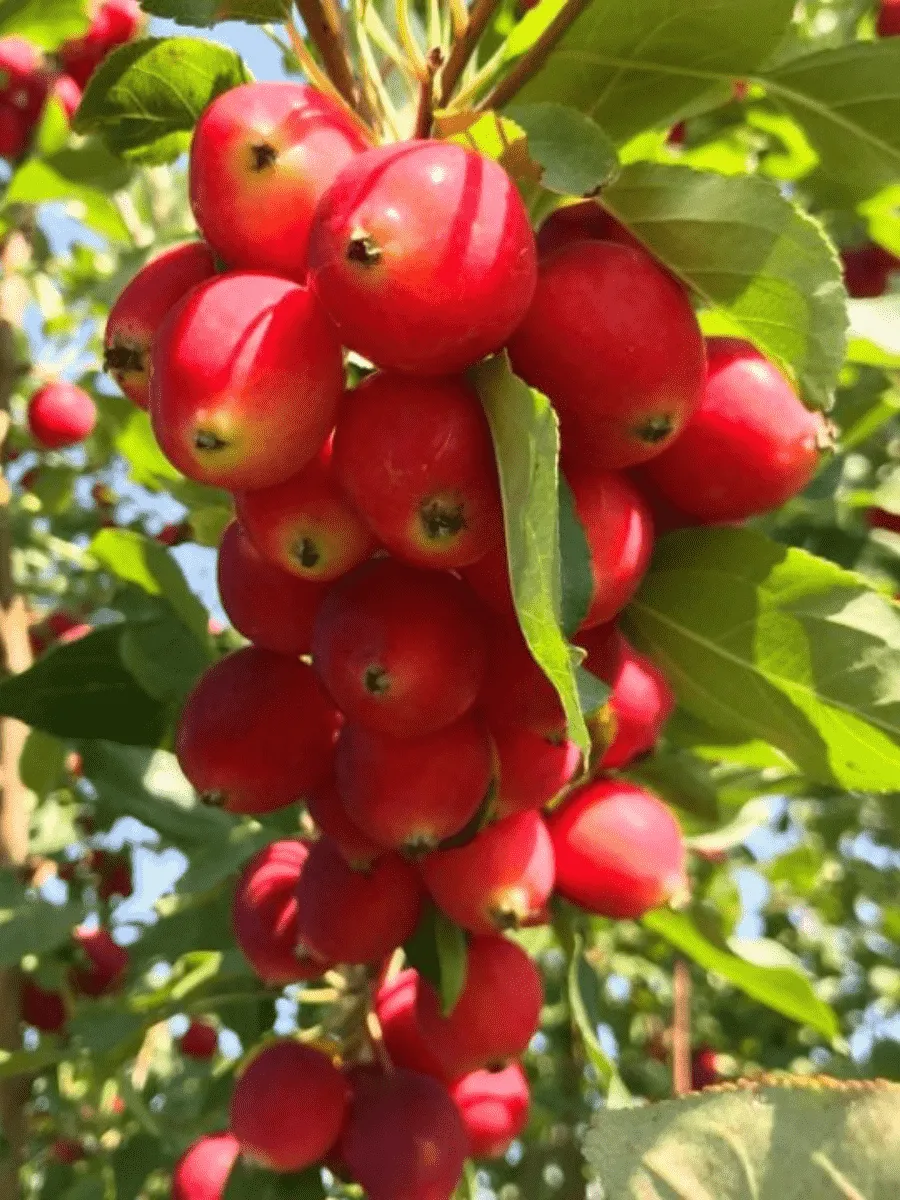 Яблоня Китайка красная