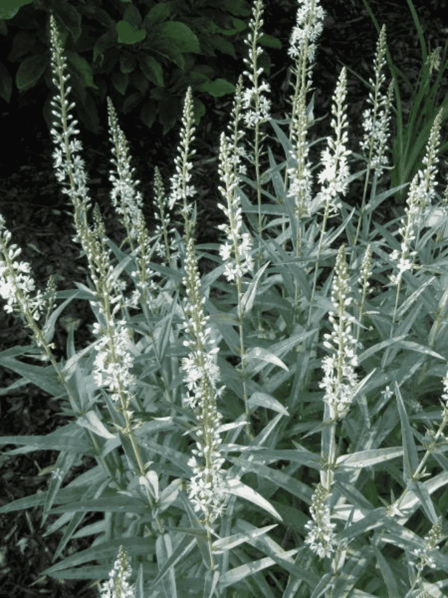 Вербейник эфемерный