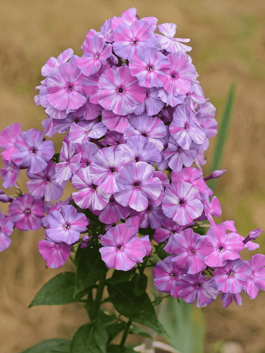 Флокс метельчатый Autumn Joy