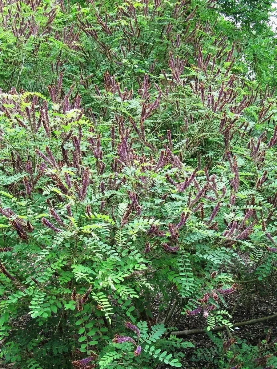 Аморфа седоватая