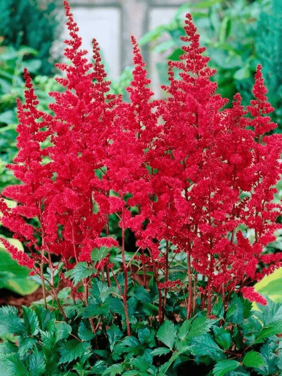 Астильба Арендса Red Tone