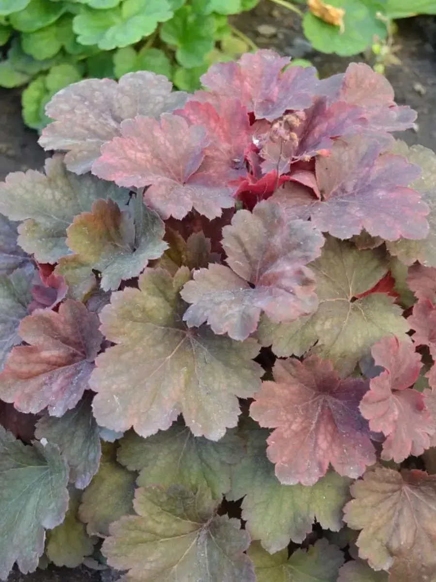 Гейхера Linda