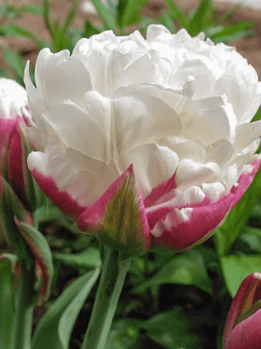 Тюльпан Ice Wonder