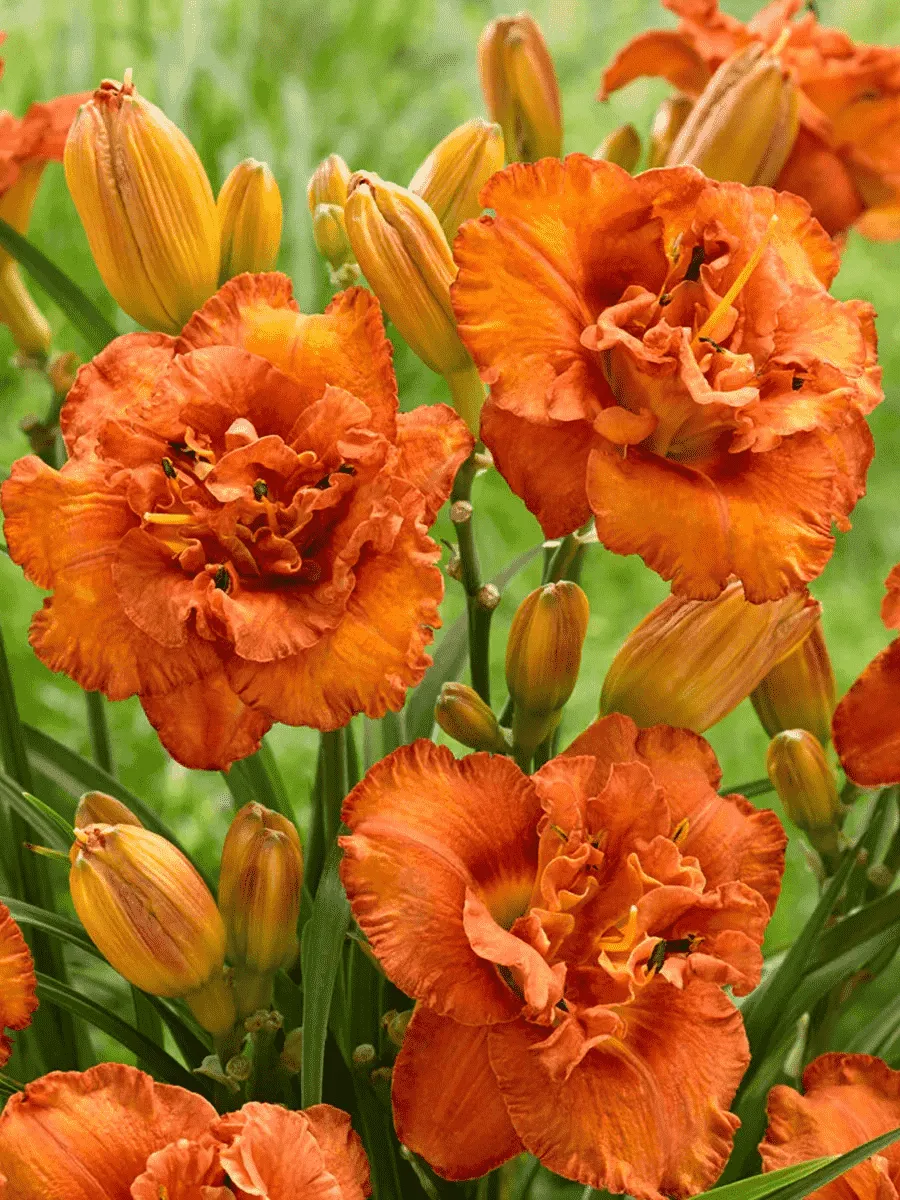 Лилейник Awesome Luck