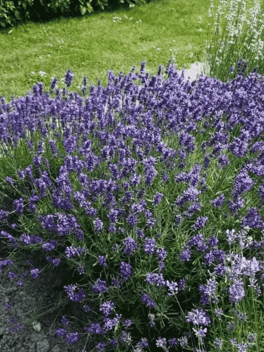 Лаванда узколистная Хидкот Блу Стрейн Лаванда узколистная Хидкот Блу Стрейн