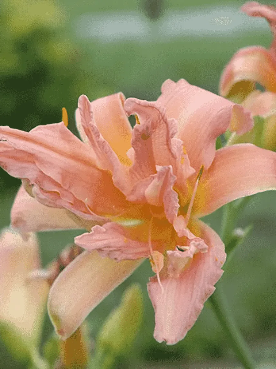 Лилейник Double Pompom